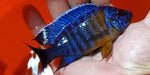 Aulonocara Hansbaenschi 'Red Flush' - Vegas Valley Cichlids