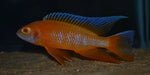 Aulonocara Eureka Red (Albino) - Vegas Valley Cichlids