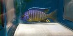 Aulonocara Hueseri "Midnight peacock" - Vegas Valley Cichlids