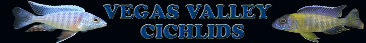 vegasvalleycichlids.com